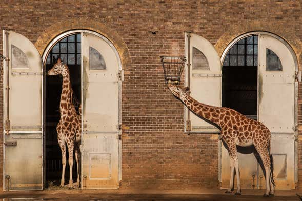 Ingresso do ZSL London Zoo