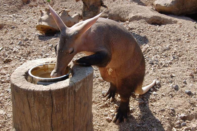 Porco-formigueiro