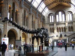 Esqueleto de um dinossauro Diplodocus no Museu de História Natural de Londres
