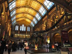 Hall do Museu de História Natural de Londres