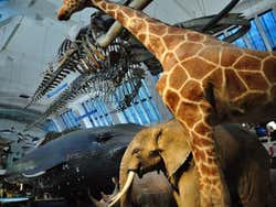 Exposições no Museu de História Natural de Londres