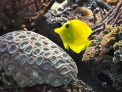 Peixes tropicais no aquário de Londres