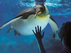 Pinguim-imperador nadando no aquário de Londres