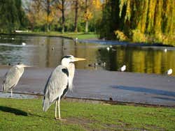 Aves junto ao lago do Regent's Park de Londres