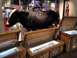 Vaca de cinco patas no museu Ripley´s, Believe it or not! de Londres